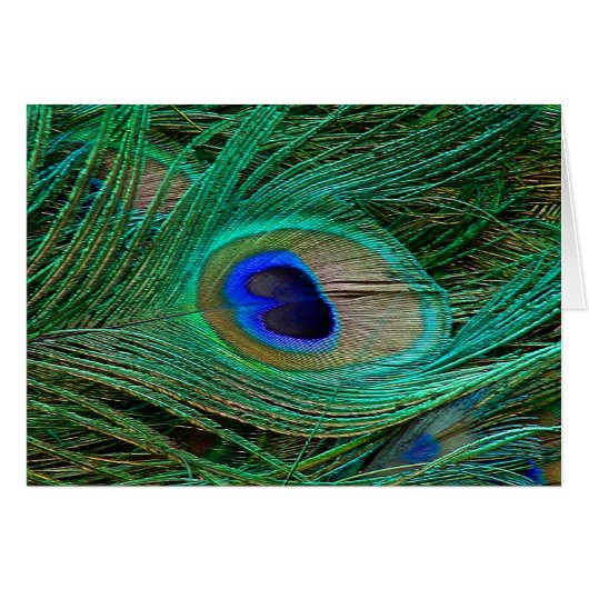 Indian Blue Peacock Feather Cards (Front Horizontal)