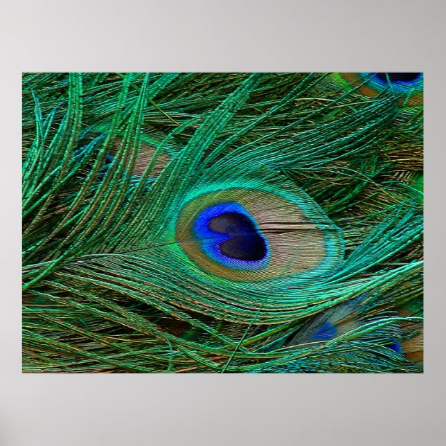 Indian Blue Peacock Feather Poster Print (Front)