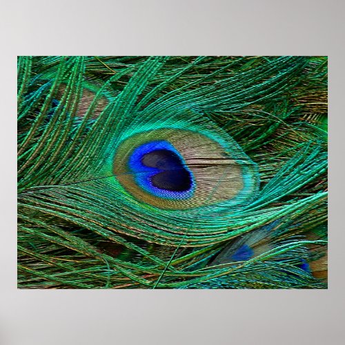 Indian Blue Peacock Feather Poster Print