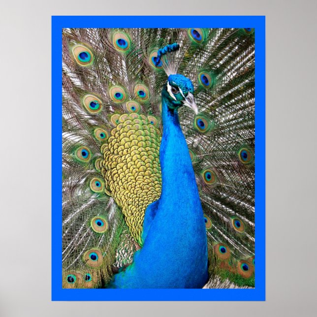 Indian Blue Peacock Poster (Front)