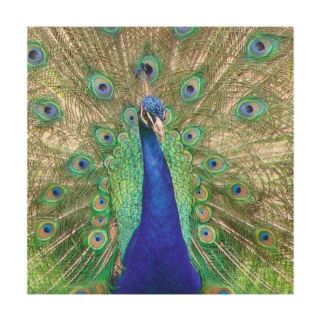Indian Blue Peacock Wood Wall Art (Front)