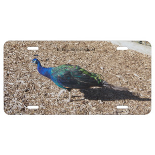Indian Blue Peafowl license plate