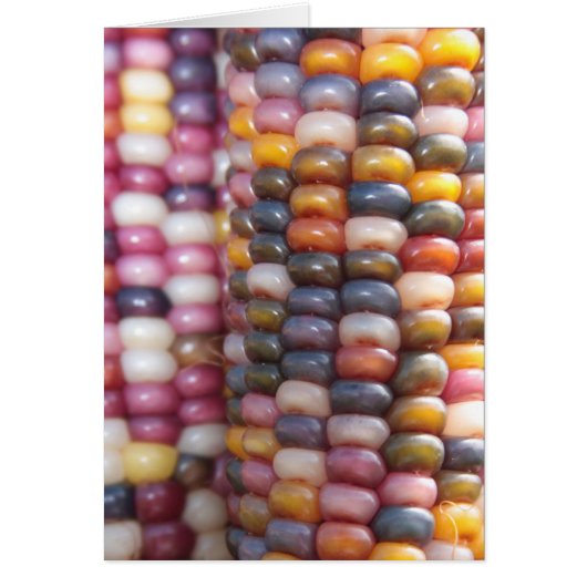 Indian Corn Cards (Front)