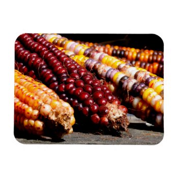Indian Corn Magnet by artinphotography at Zazzle