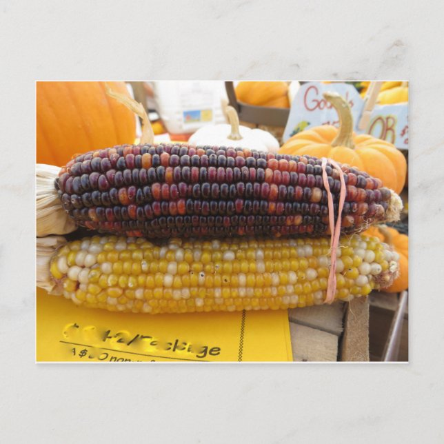 Indian Corn Postcard (Front)