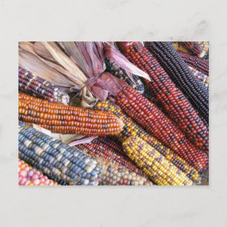 Indian corn postcard
