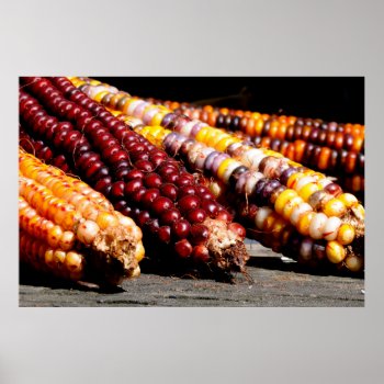Indian Corn Poster by artinphotography at Zazzle