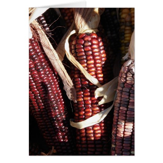 Indian Corn, Thanksgiving Cards (Front)