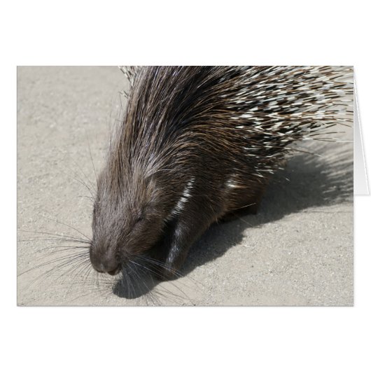 Indian Crested Porcupine (Front Horizontal)