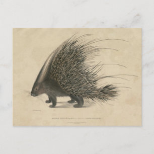 Indian Crested Porcupine Postcard