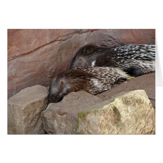 Indian Crested Porcupines (Front Horizontal)