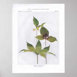 Indian Cucumber Root, Medeola virginiana Poster