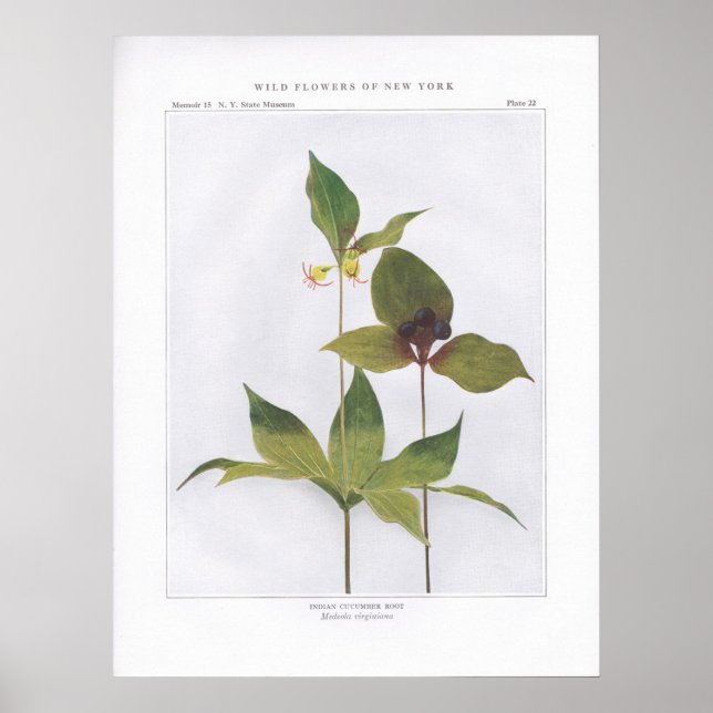 Indian Cucumber Root, Medeola virginiana Poster (Front)