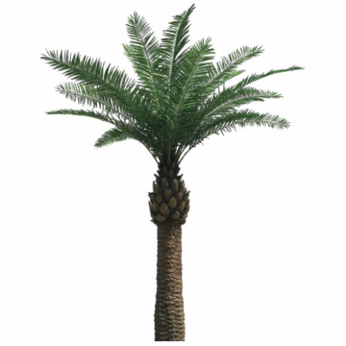 Indian Date Palm Tree Sculpture