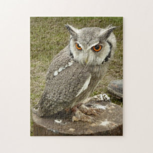 Indian Eagle Owl Jigsaw Puzzle