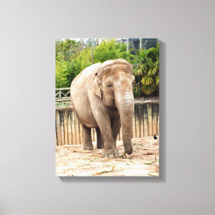 Indian elephant animal canvas print