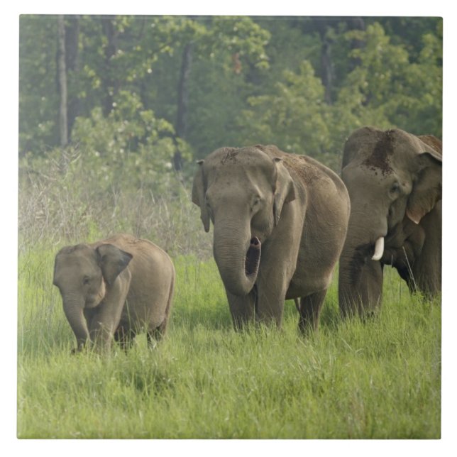 Indian Elephant Family Ceramic Tile (Front)