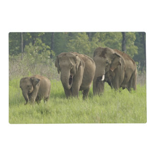 Indian Elephant Family Placemat