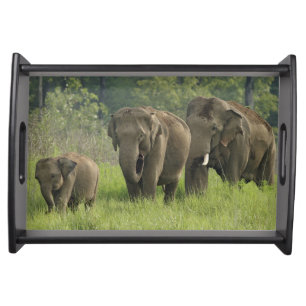 Indian Elephant Family Serving Tray