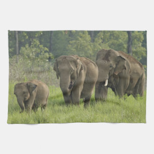 Indian Elephant Family Towel