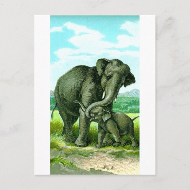Indian Elephant Postcard (Front)