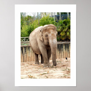 Indian elephant poster
