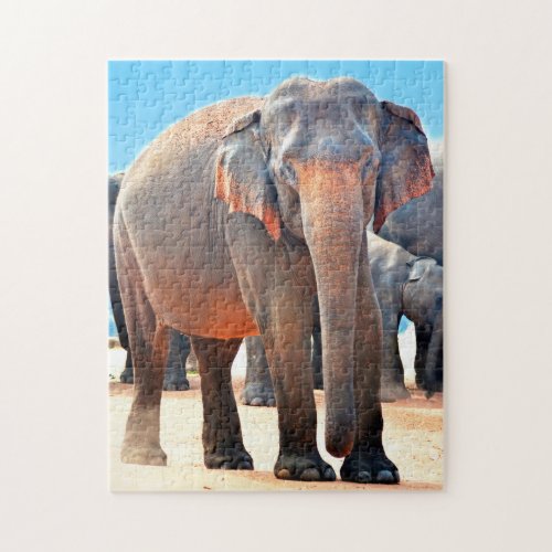 Indian Elephant Sri Lanka Jigsaw Puzzle