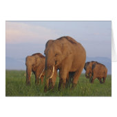 Indian Elephants in the Grassland (Front Horizontal)