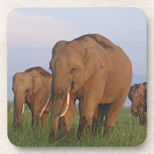 Indian Elephants in the Grassland Coaster (Front)