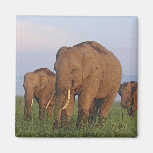 Indian Elephants in the Grassland Magnet (Front)