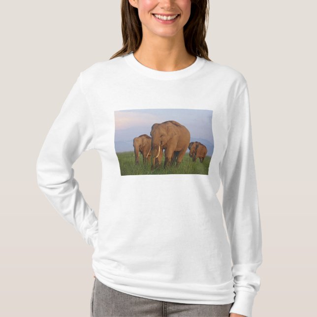 Indian Elephants in the Grassland T-Shirt (Front)