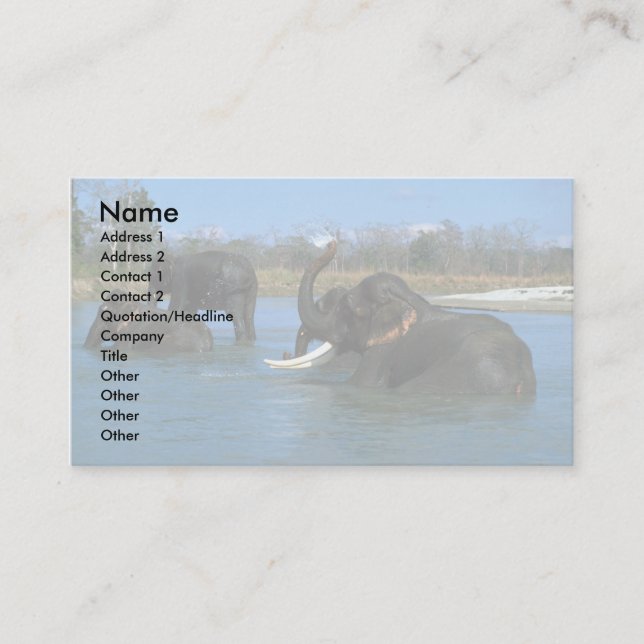 Indian Elephants lying down, bathing Business Card (Front)