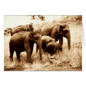 Indian elephants sepia (Front Horizontal)
