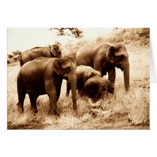 Indian elephants sepia cards (Front Horizontal)