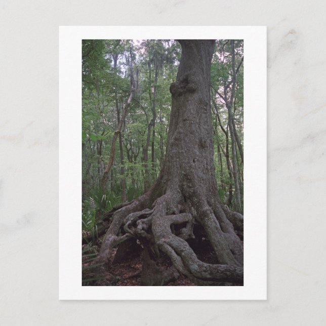 Indian Forest Artifact Custom Louisiana Postcard (Front)