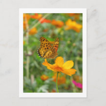 Indian Fritillary butterfly & cosmos flowers