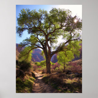 Indian Garden Poster