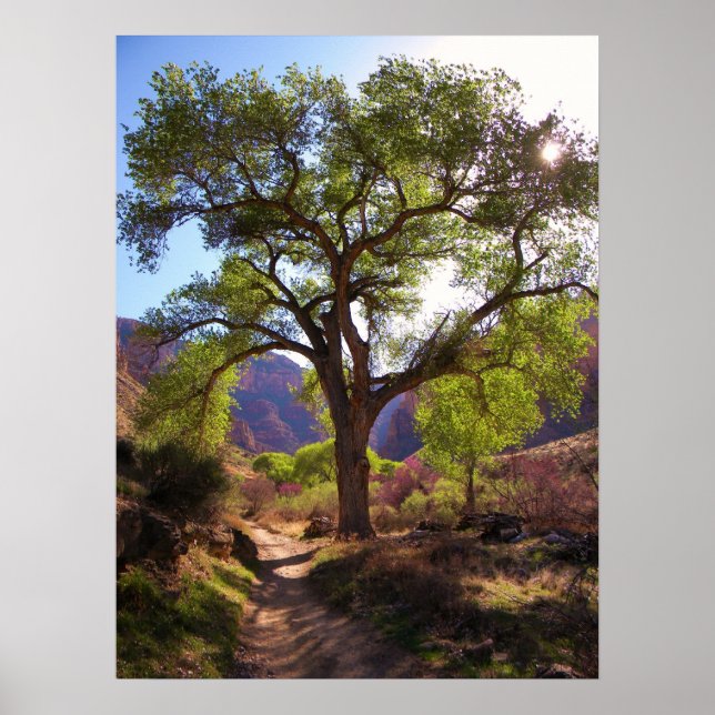 Indian Garden Poster (Front)