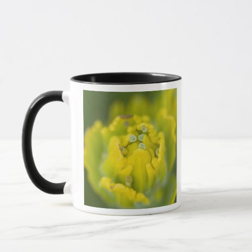 Indian Golden Paintbrush Castilleja 2 Mug