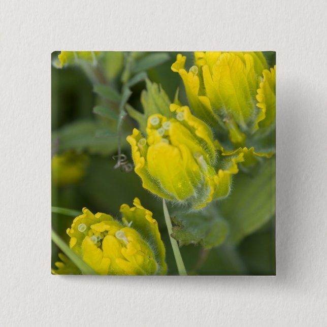 Indian Golden Paintbrush Castilleja Button (Front)