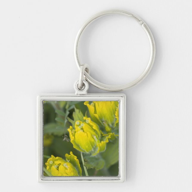 Indian Golden Paintbrush Castilleja Keychain (Front)