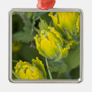 Indian Golden Paintbrush Castilleja Metal Ornament