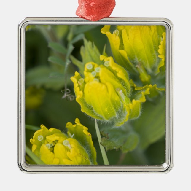 Indian Golden Paintbrush Castilleja Metal Ornament (Front)