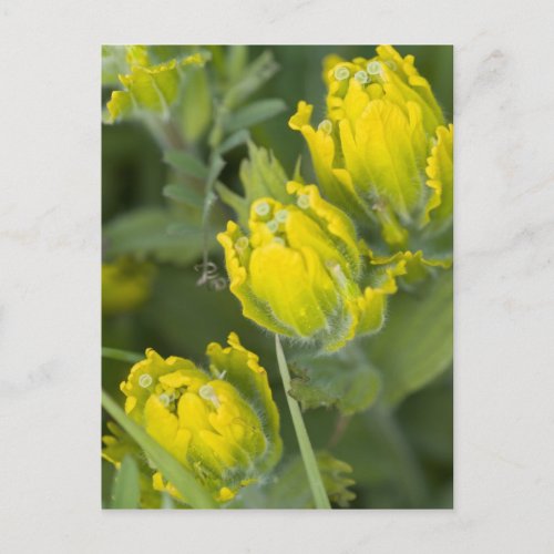 Indian Golden Paintbrush Castilleja Postcard