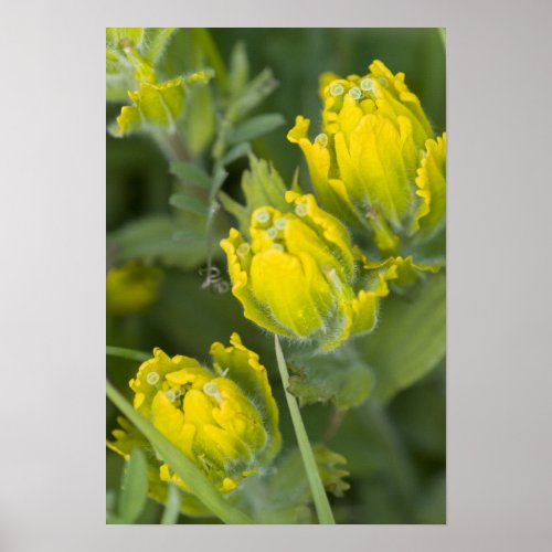 Indian Golden Paintbrush Castilleja Poster