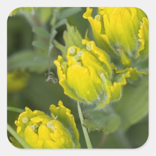 Indian Golden Paintbrush Castilleja Square Sticker