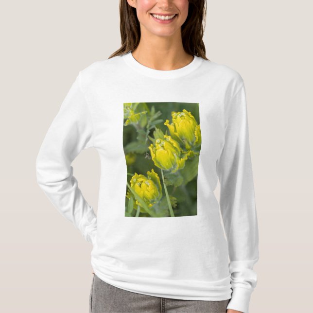 Indian Golden Paintbrush Castilleja T-Shirt (Front)