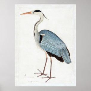 Indian Gray Heron (1780-1782) by Ram Das Poster