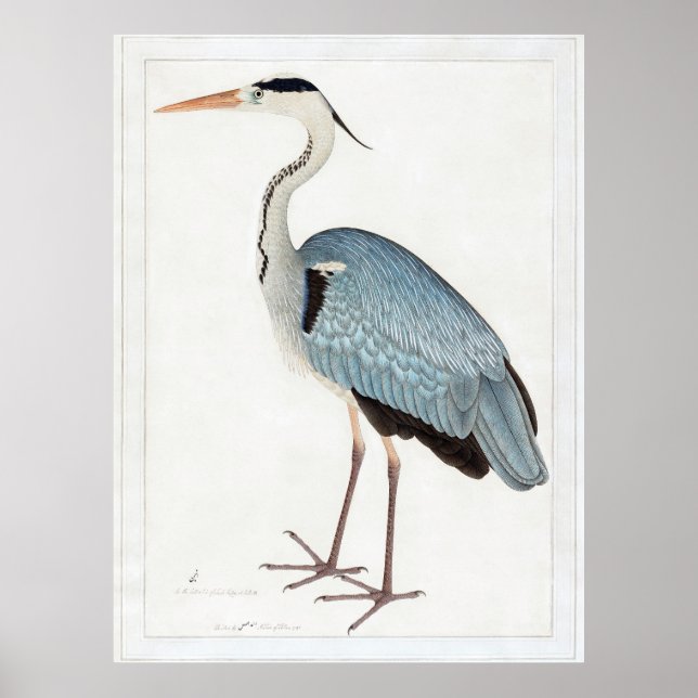 Indian Gray Heron (1780-1782) by Ram Das Poster (Front)