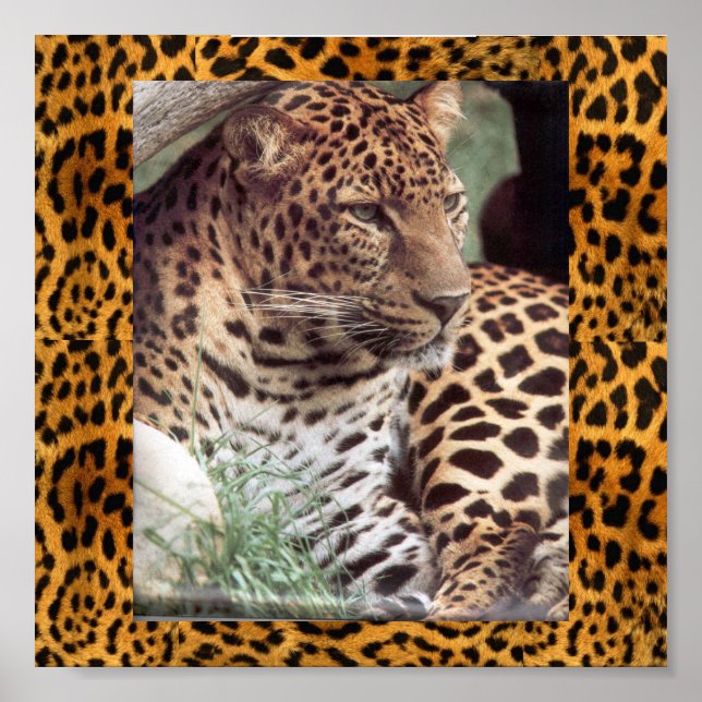 Indian Leopard Poster (Front)